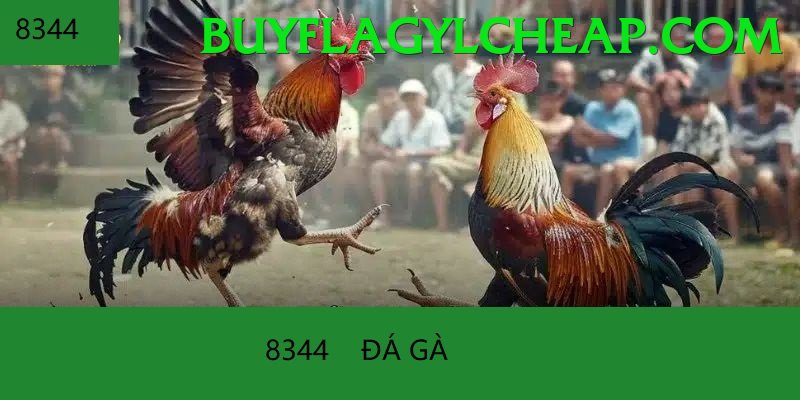 Đá Gà Trực Tiếp - miso88