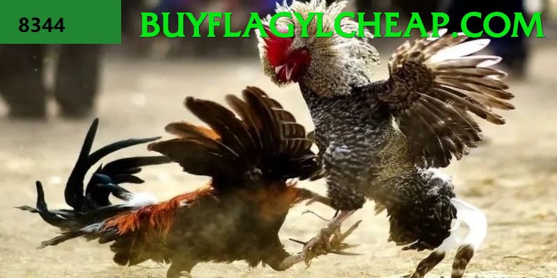 Đá Gà Trực Tiếp - Trải nghiệm tuyệt vời